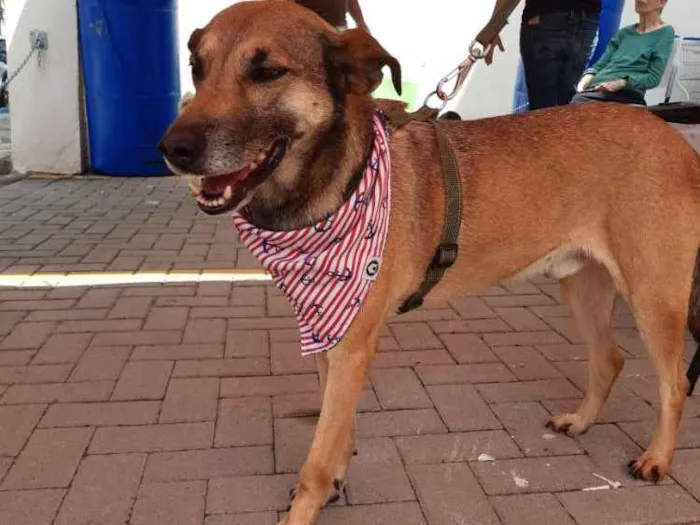 Cachorro ra a SRD idade 4 anos nome Théo