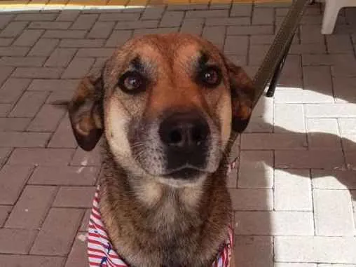 Cachorro ra a SRD idade 4 anos nome Théo