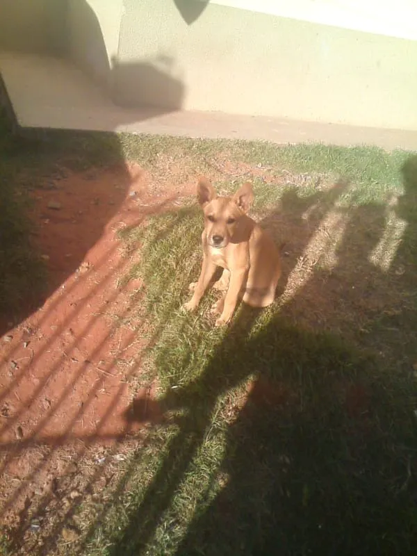 Cachorro ra a não sei idade 7 a 11 meses nome nao tem