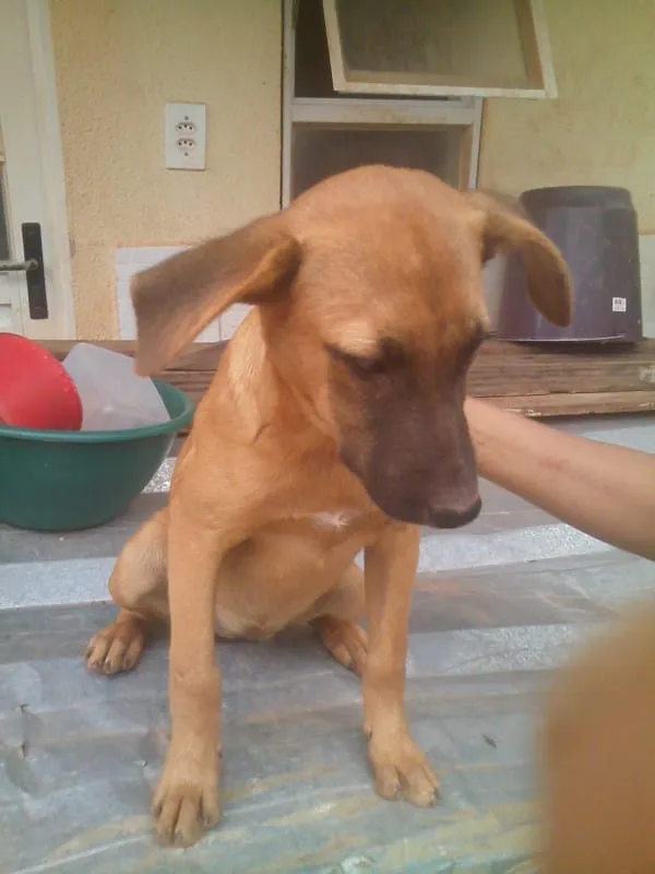 Cachorro ra a não sei idade 7 a 11 meses nome nao tem