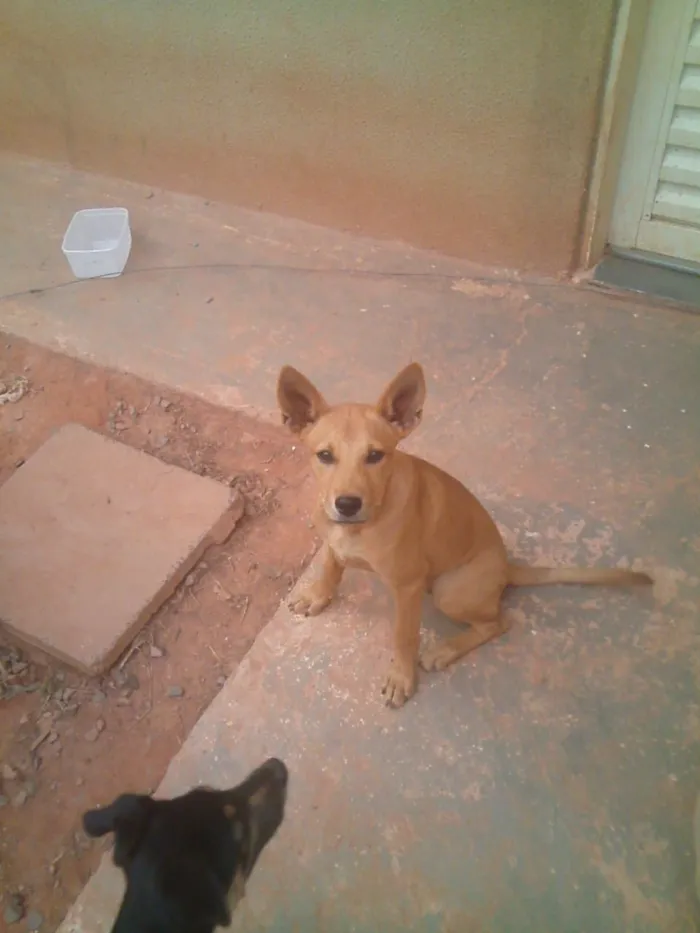 Cachorro ra a não sei idade 7 a 11 meses nome nao tem