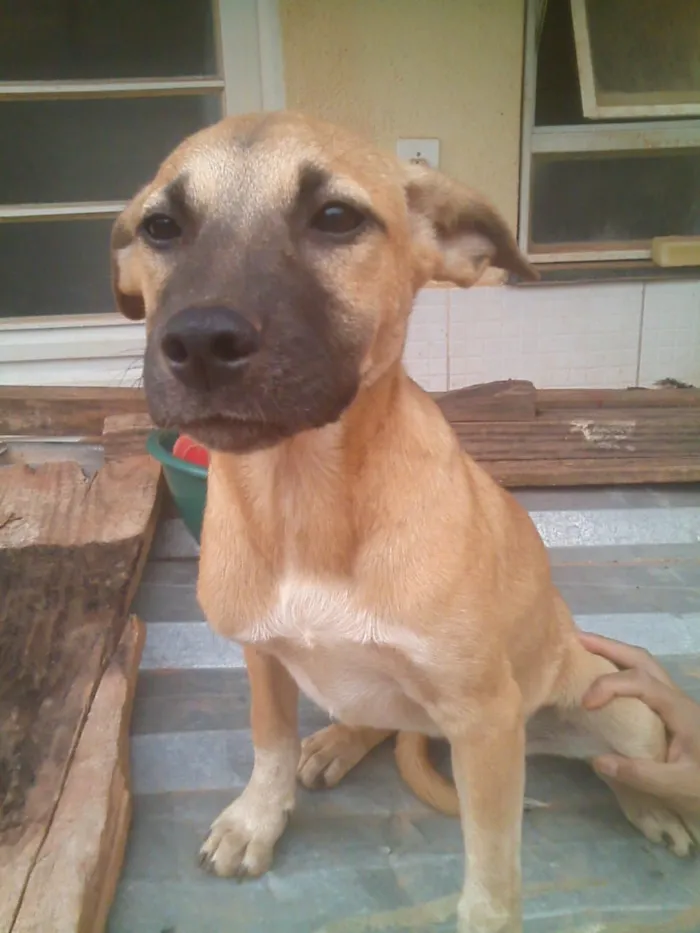 Cachorro ra a não sei idade 7 a 11 meses nome nao tem