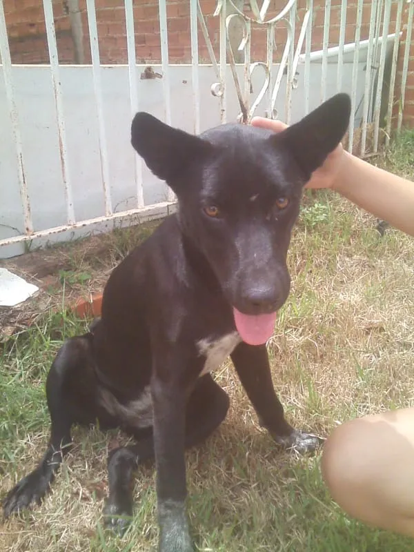 Cachorro ra a não sei idade 7 a 11 meses nome nao tem