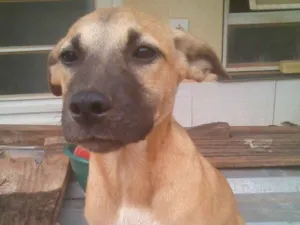 Cachorro raça não sei idade 7 a 11 meses nome nao tem