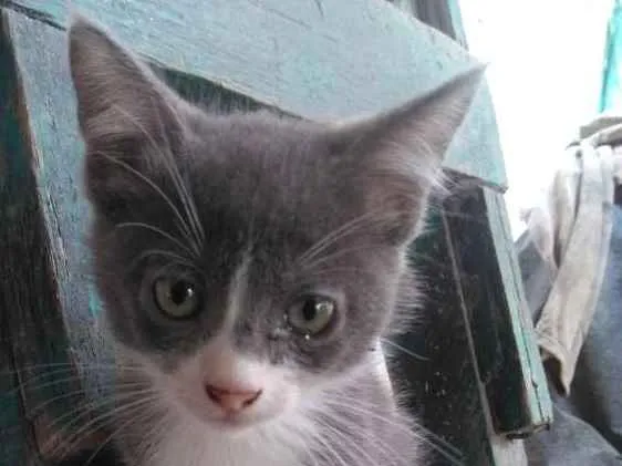 Gato ra a  idade 2 a 6 meses nome Billy