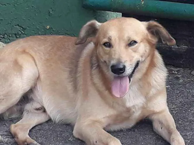 Cachorro raça Não definida idade 2 anos nome Sniff