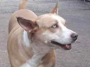 Cachorro raça Não definida idade 2 anos nome Loira