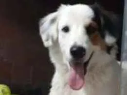 Cachorro ra a Indefinida idade 2 a 6 meses nome Sheik