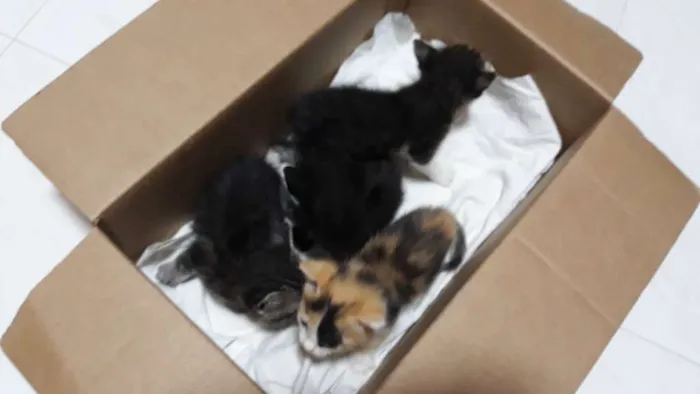 Gato ra a Sem raça  idade Abaixo de 2 meses nome Gatinha filhote 