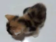 Gatinha filhote