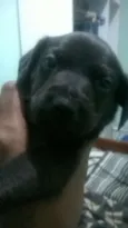 bidu