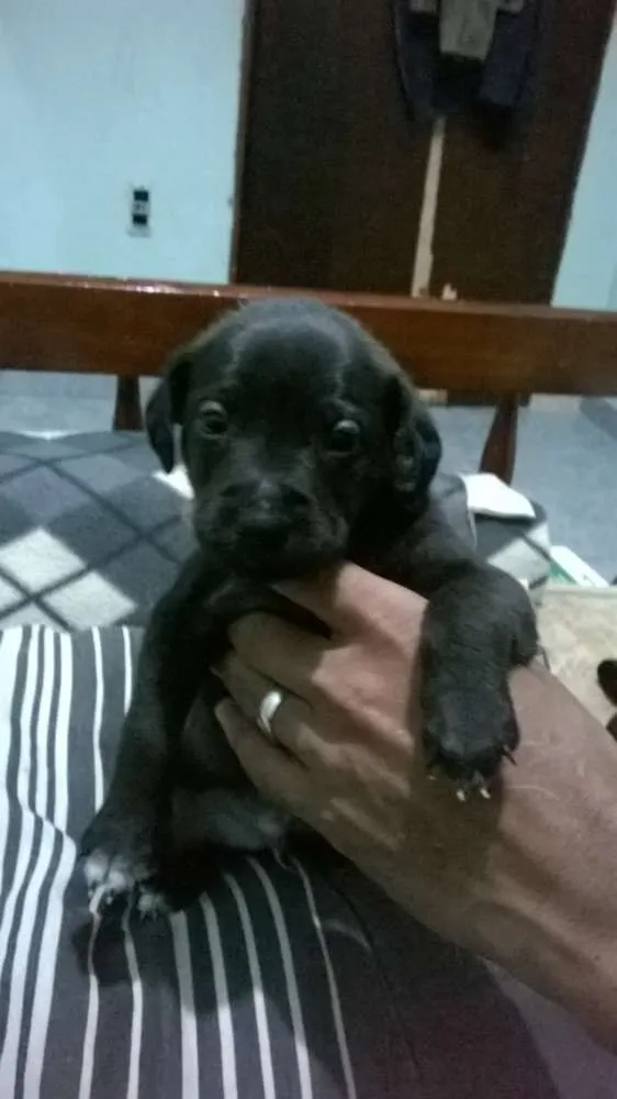Cachorro ra a vira lata idade Abaixo de 2 meses nome bidu