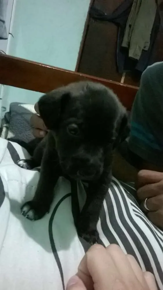 Cachorro ra a vira lata idade Abaixo de 2 meses nome bidu