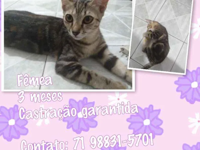 Gato ra a Srd idade 2 a 6 meses nome Orlanda (CASTRADA)