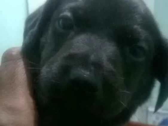 Cachorro ra a vira lata idade Abaixo de 2 meses nome bidu