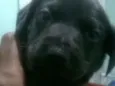 bidu