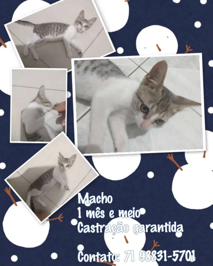 Gato ra a SRD idade Abaixo de 2 meses nome Marcelo