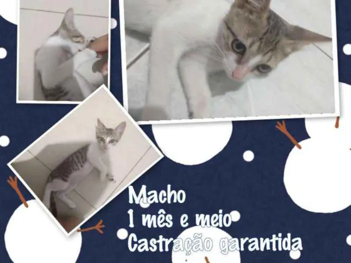 Gato ra a SRD idade Abaixo de 2 meses nome Marcelo