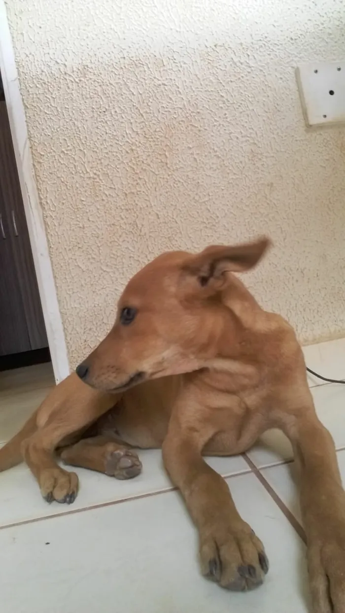 Cachorro ra a não sei idade 7 a 11 meses nome nao tem