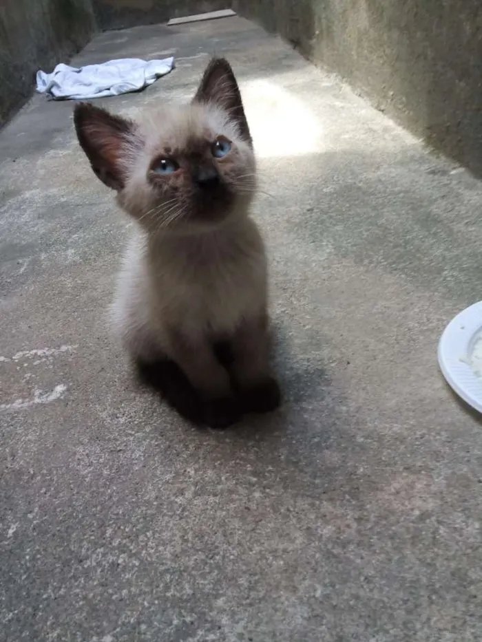 Gato raça Siamês idade Abaixo de 2 meses nome Mille