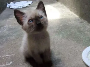 Gato raça Siamês idade Abaixo de 2 meses nome Mille