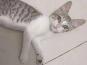 Gato raça SRD idade Abaixo de 2 meses nome Marcelo