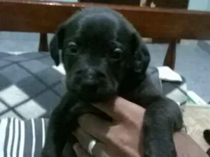 Cachorro raça vira lata idade Abaixo de 2 meses nome bidu