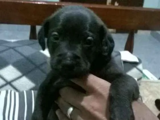 Cachorro ra a vira lata idade Abaixo de 2 meses nome bidu