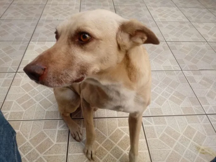 Cachorro ra a Vira lata idade 6 ou mais anos nome Scoob