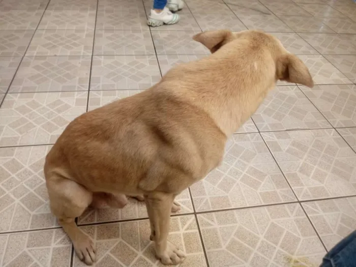 Cachorro ra a Vira lata idade 6 ou mais anos nome Scoob