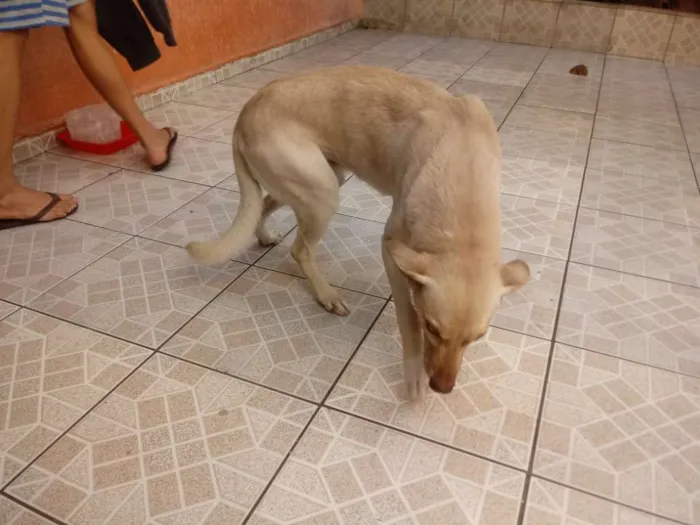 Cachorro ra a Vira lata idade 6 ou mais anos nome Scoob