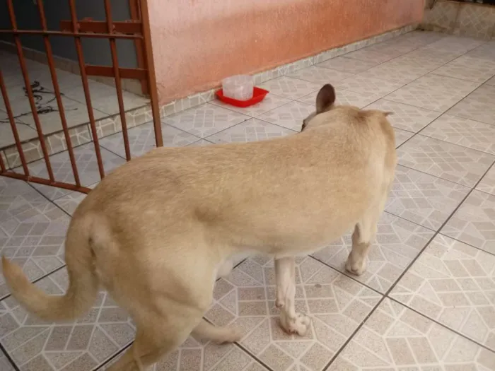 Cachorro ra a Vira lata idade 6 ou mais anos nome Scoob