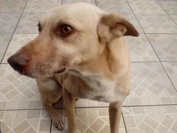 Cachorro ra a Vira lata idade 6 ou mais anos nome Scoob