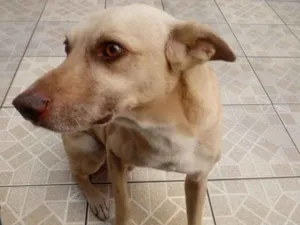 Cachorro raça Vira lata idade 6 ou mais anos nome Scoob