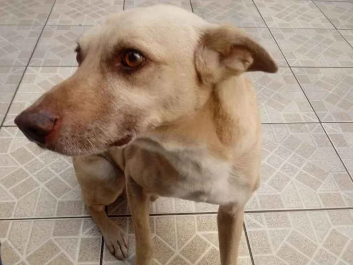 Cachorro ra a Vira lata idade 6 ou mais anos nome Scoob