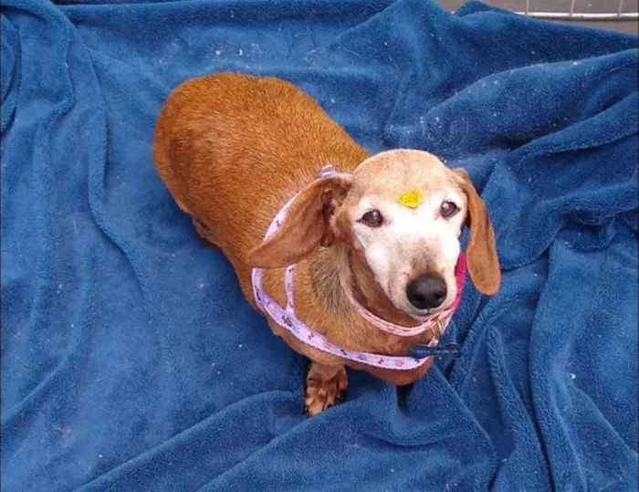 Cachorro raça SRD idade 6 ou mais anos nome Neidoca - Idosa