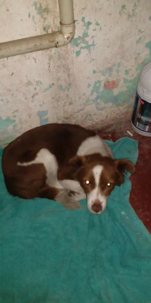 Cachorro raça Vira lata idade 3 anos nome Lalinha