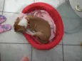 Laika