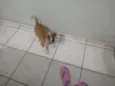 Laika