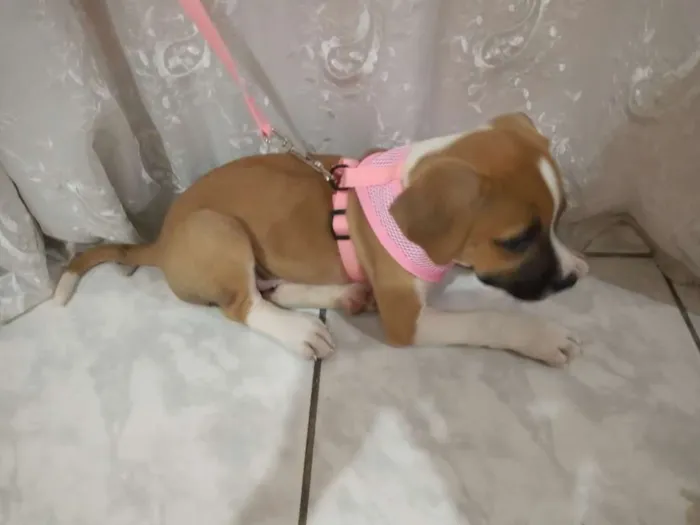 Cachorro ra a Srd mistura com boxer idade 2 a 6 meses nome Laika