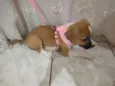Laika