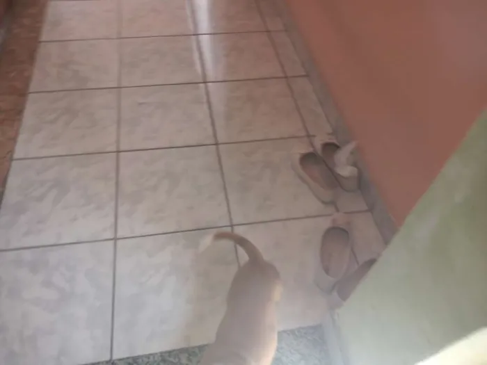 Cachorro ra a Srd mistura com boxer idade 2 a 6 meses nome Laika