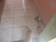 Laika