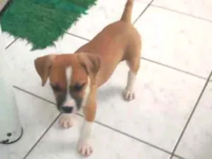 Cachorro raça Srd mistura com boxer idade 2 a 6 meses nome Laika