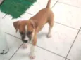 Laika