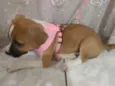 Laika