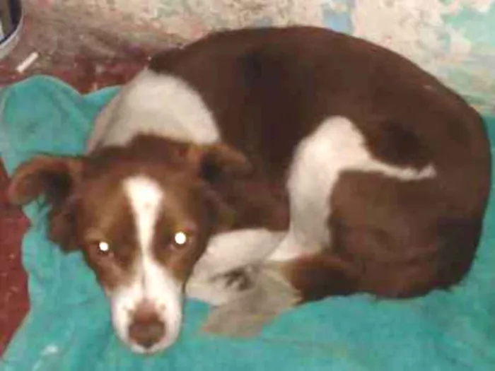 Cachorro raça Vira lata idade 3 anos nome Lalinha