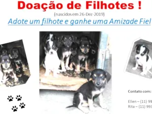 Cachorro raça Viralata idade 2 a 6 meses nome Tonico