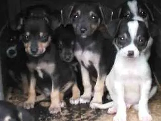 Cachorro ra a Viralata idade 2 a 6 meses nome Tonico