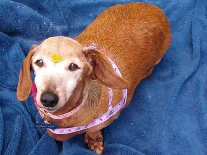 Cachorro raça SRD idade 6 ou mais anos nome Neidoca - Idosa